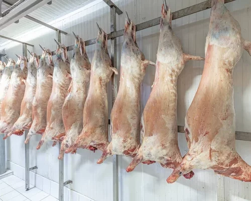 Candaş Et Kuzu Karkas – Bütün Kuzu Eti